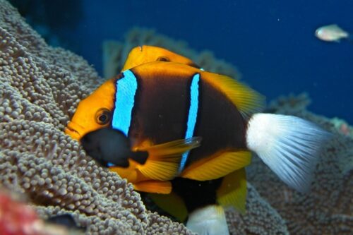 orange finned anemonfish