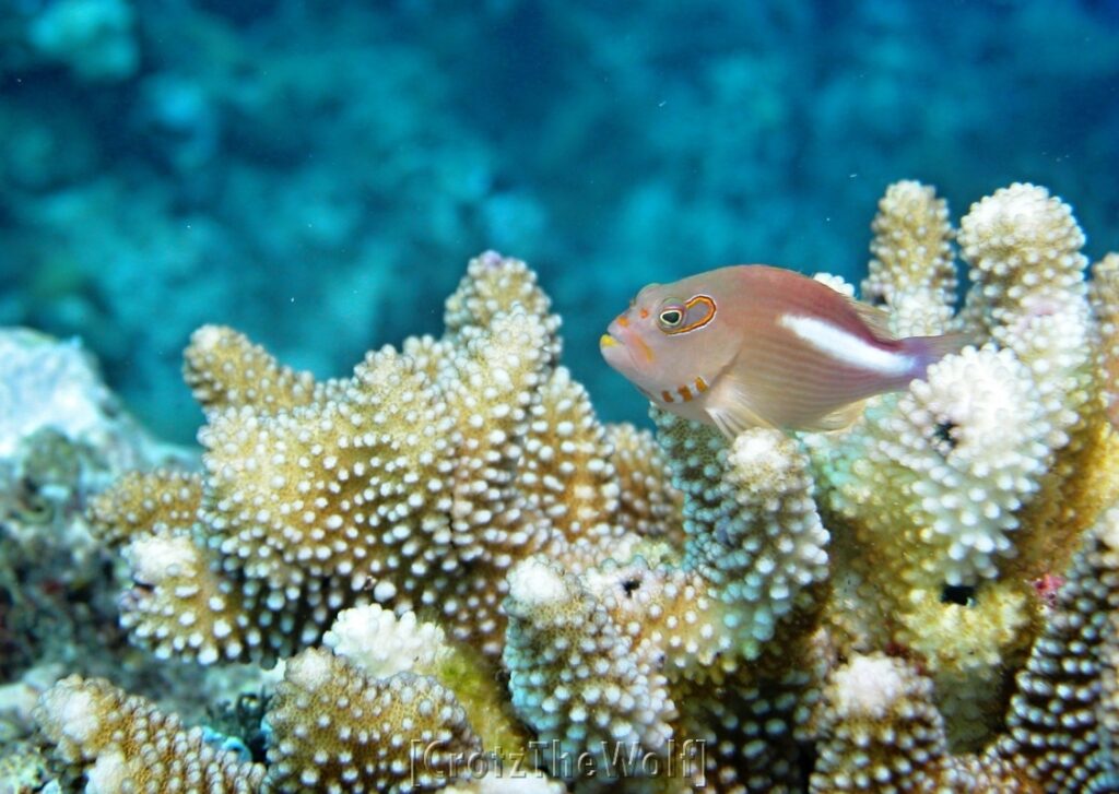 arc-eye hawkfish