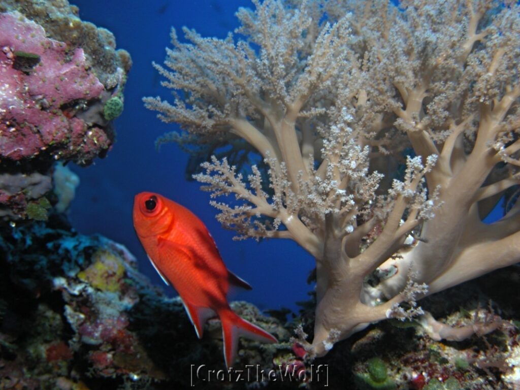 whitetip soldierfish