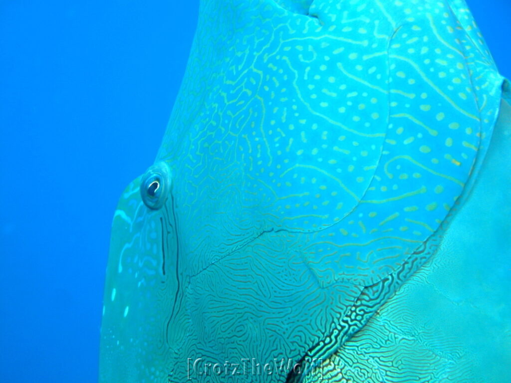 napoleon wrasse