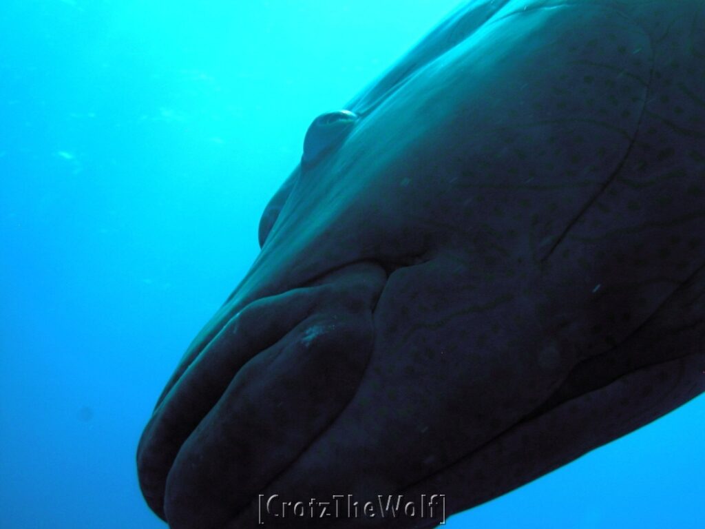 napoleon wrasse