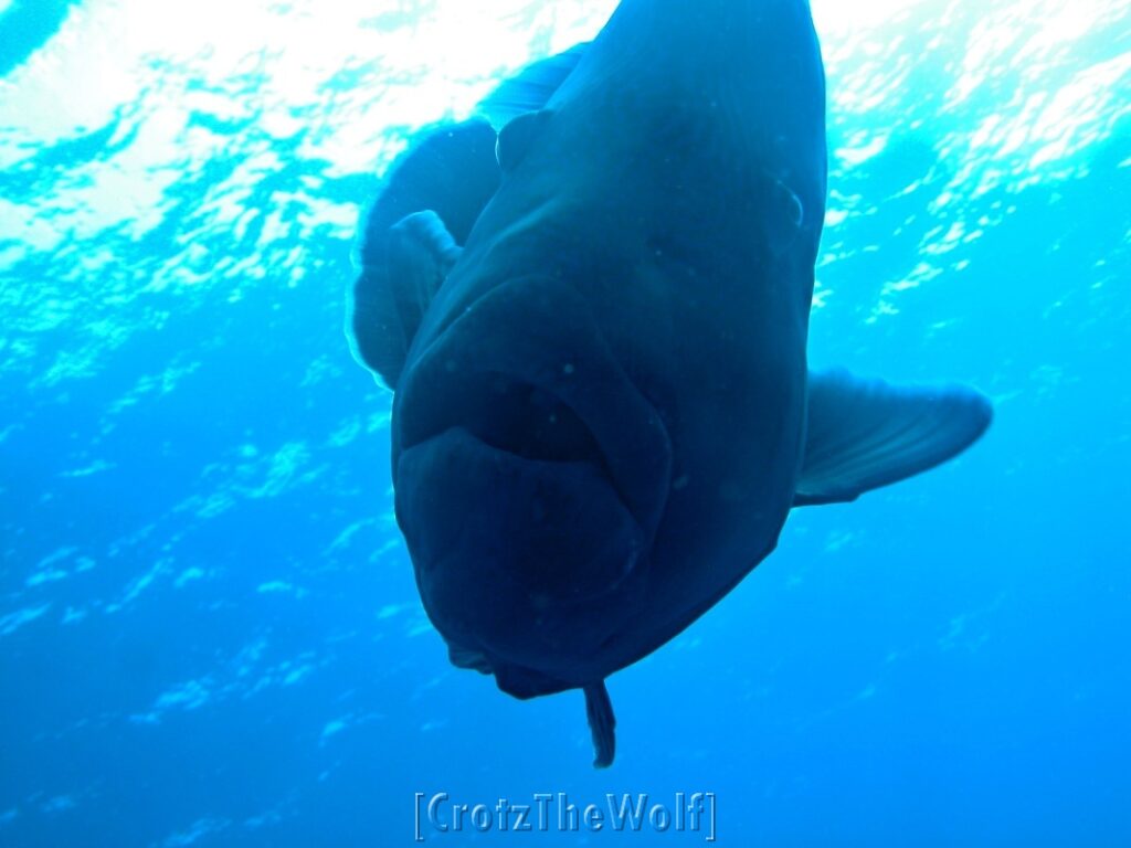 napoleon wrasse