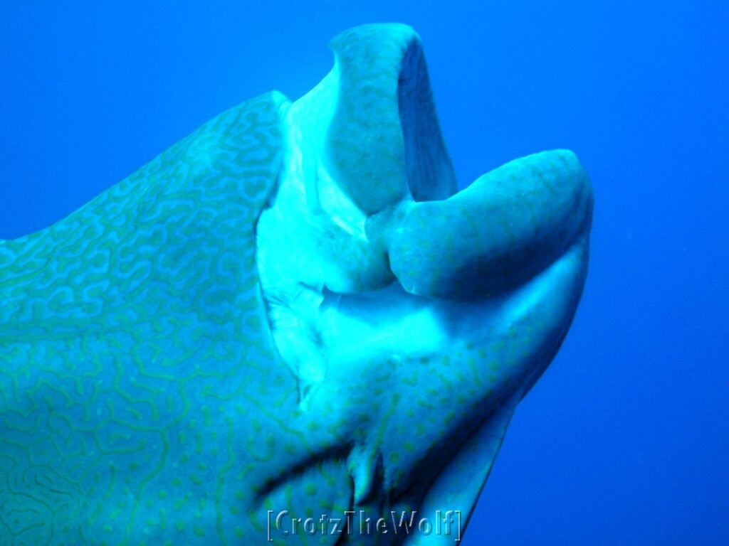 napoleon wrasse