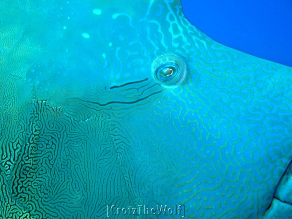 napoleon wrasse