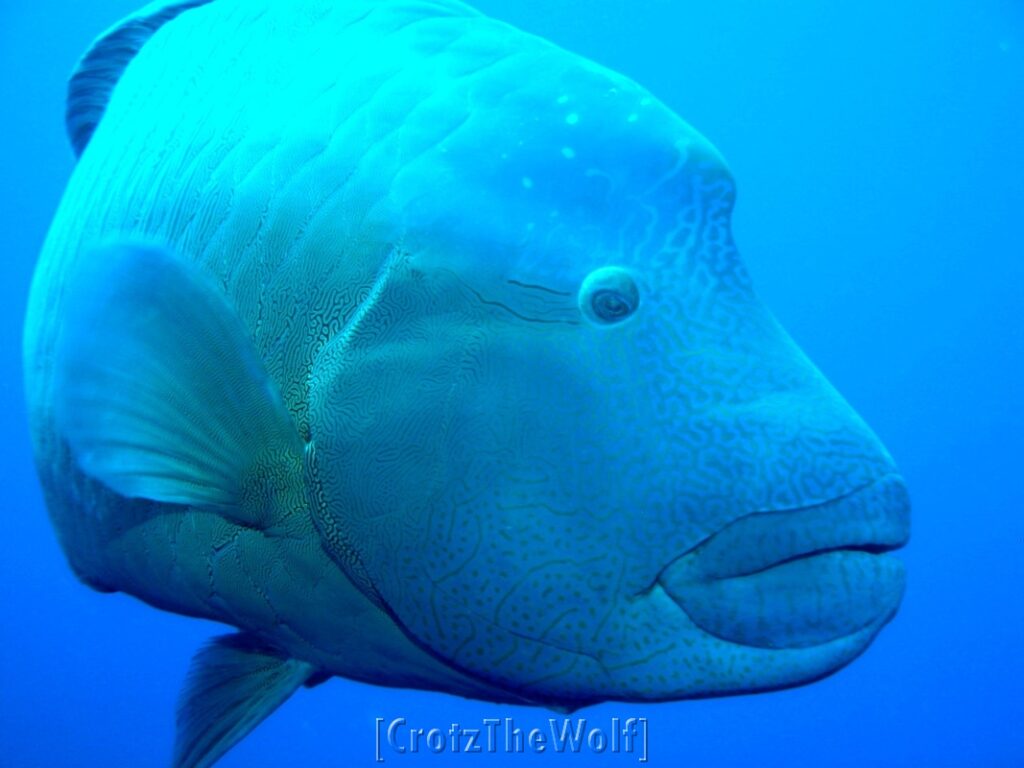 napoleon wrasse