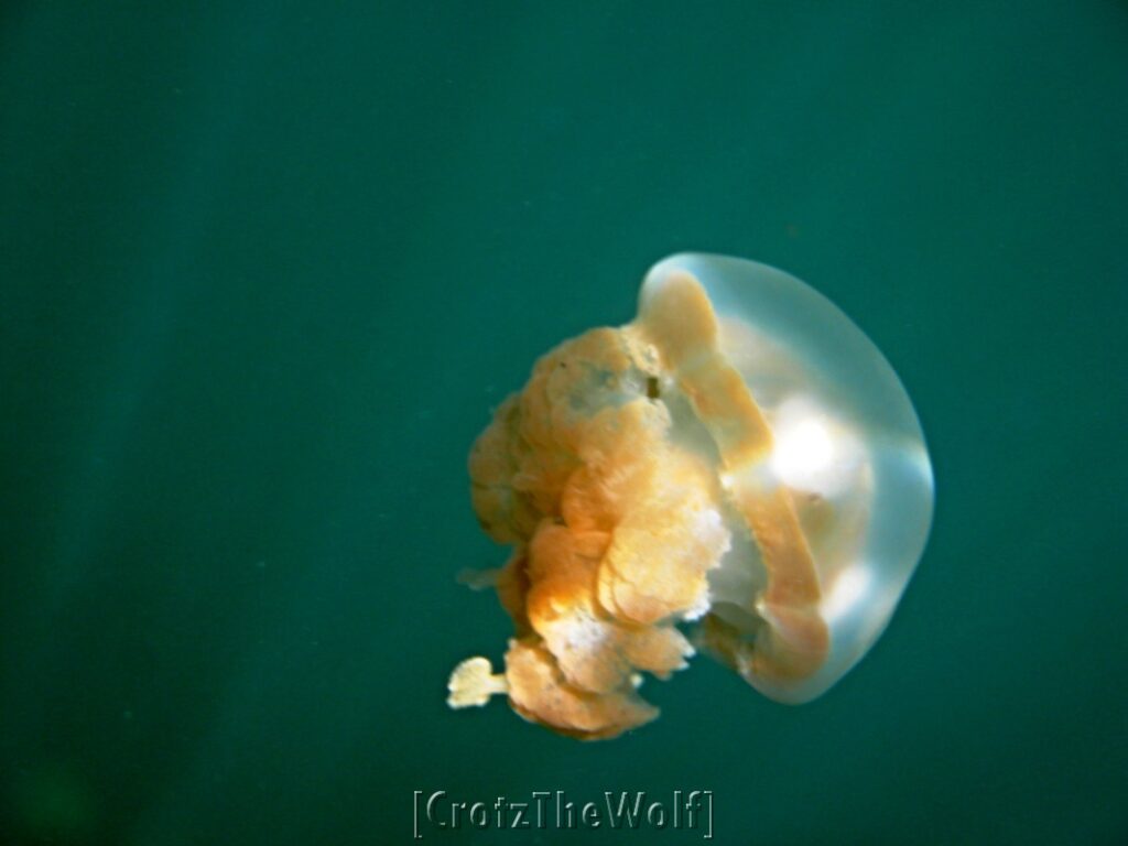 jellyfish