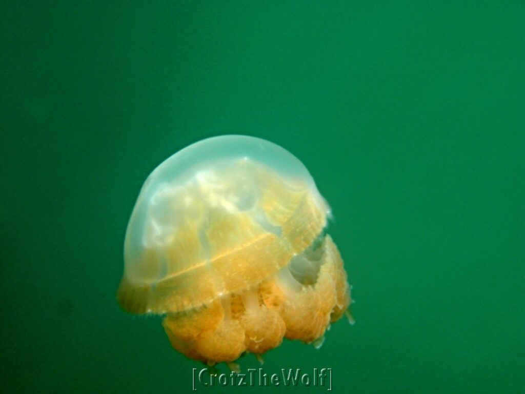 jellyfish