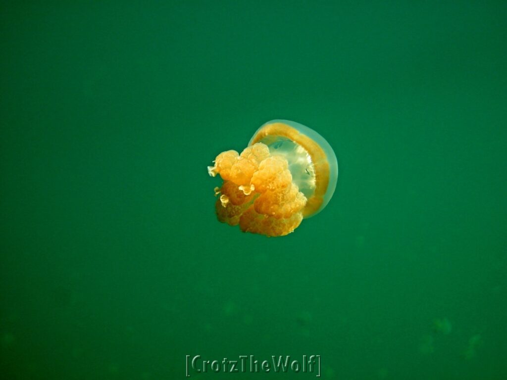 jellyfish