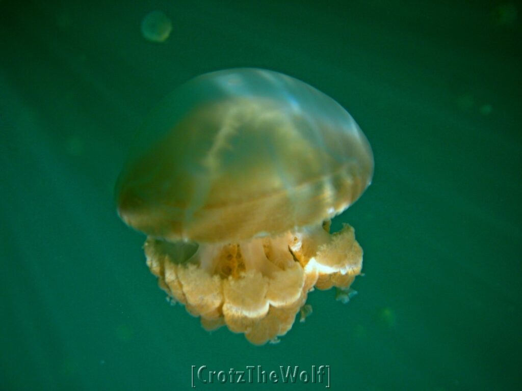 jellyfish