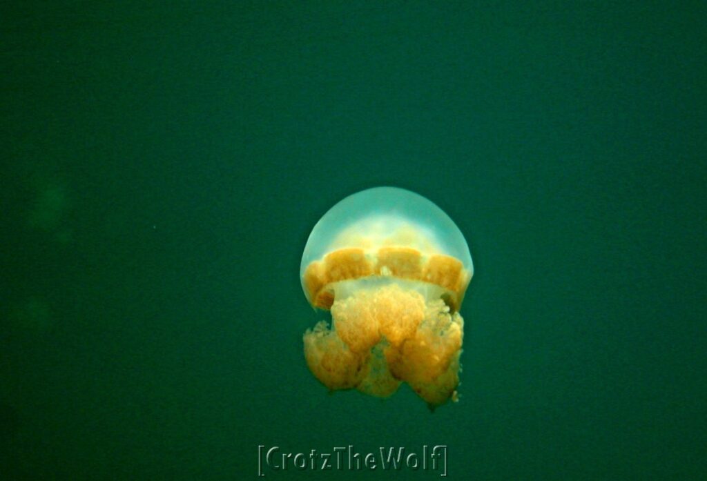 jellyfish