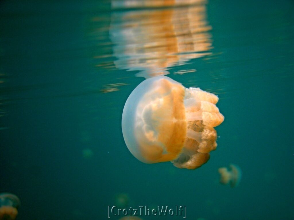 jellyfish