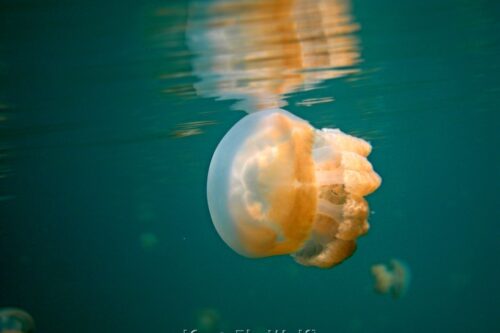 jellyfish