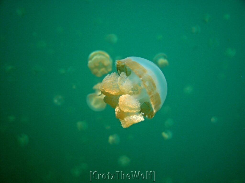 jellyfish