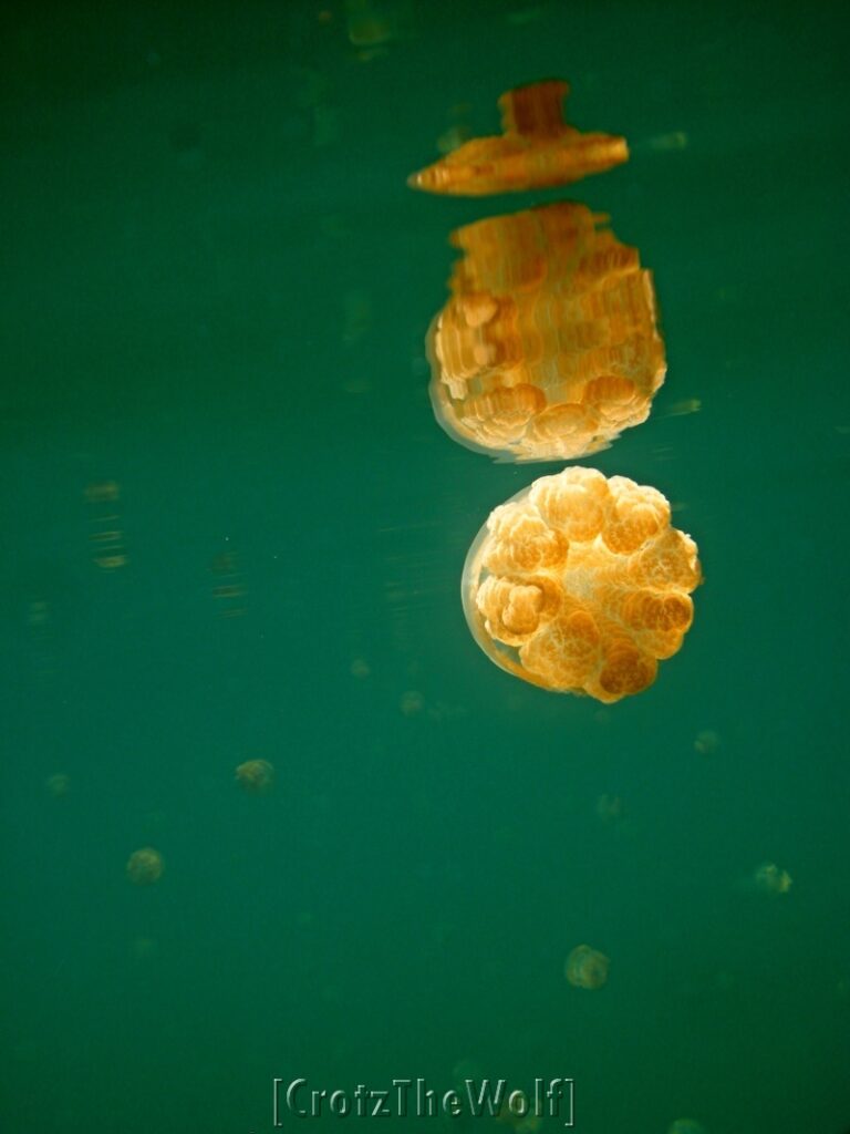 jellyfish