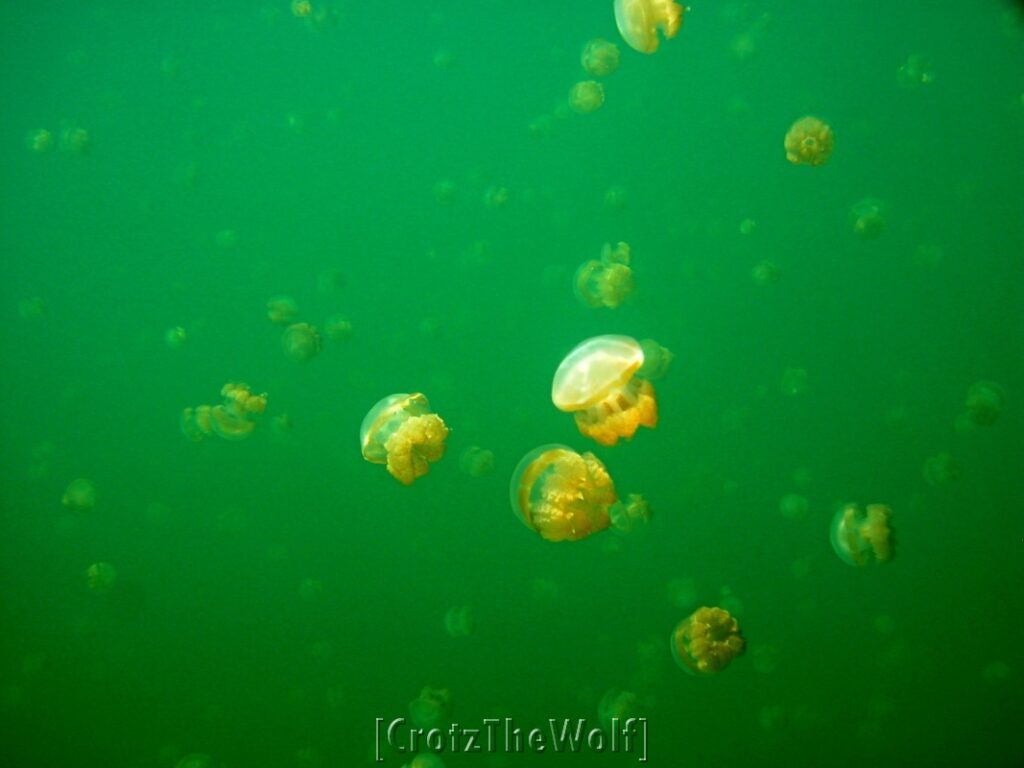 jellyfish