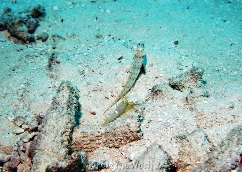 spotted shrimpgoby