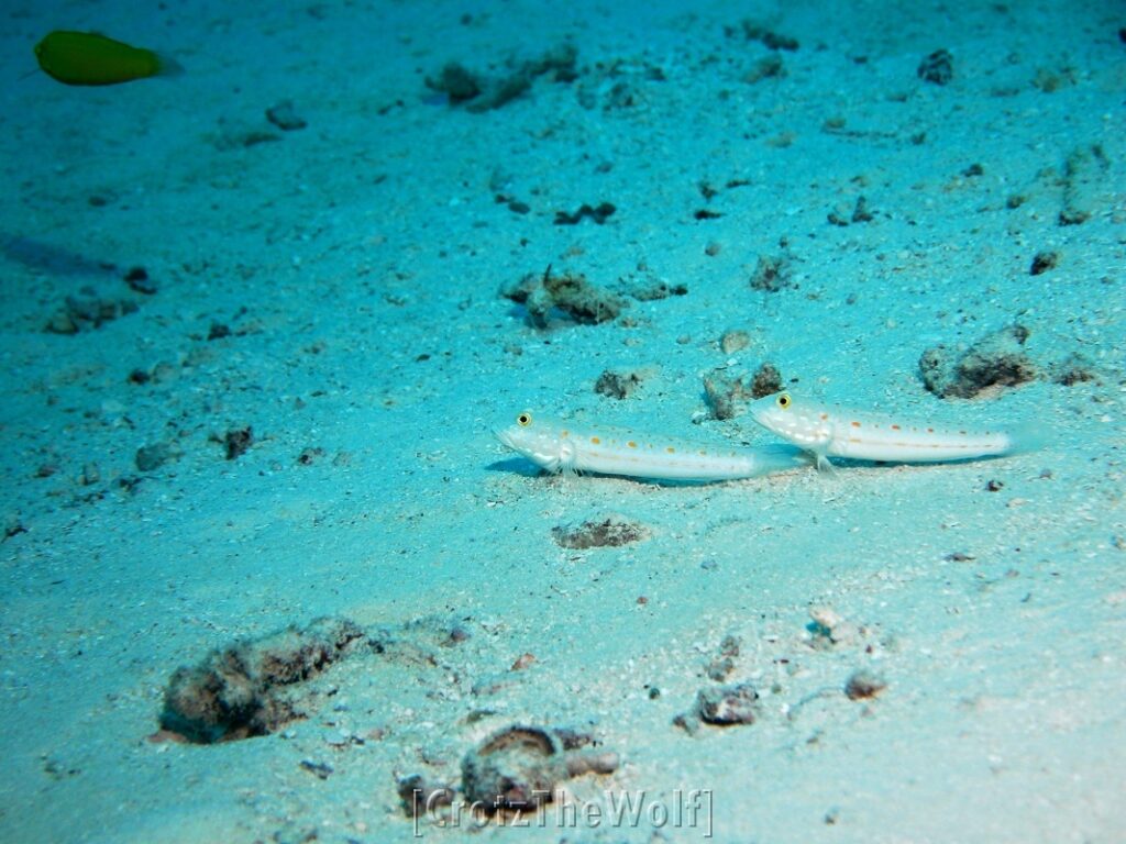 spotted shrimpgoby