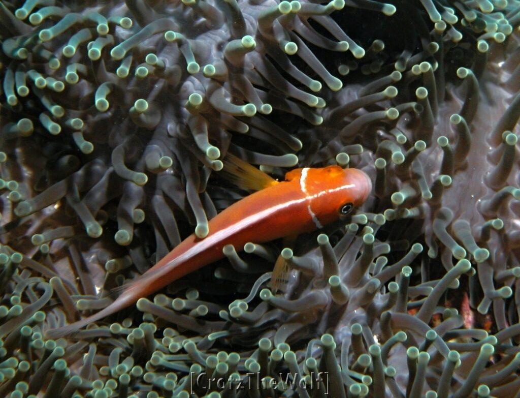 pink anemonfish