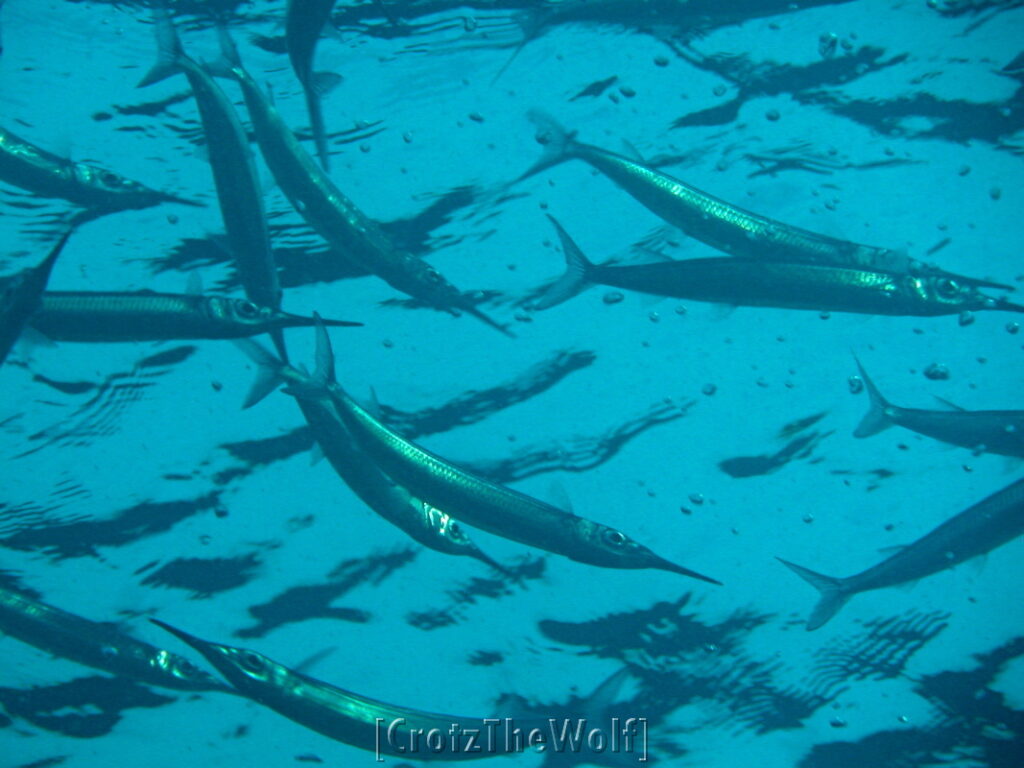 dussumier's halfbeak