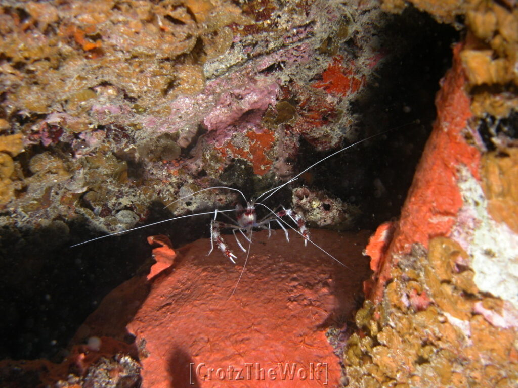 boxer shrimp