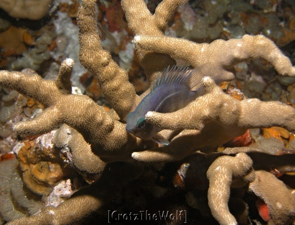 white belly damsel