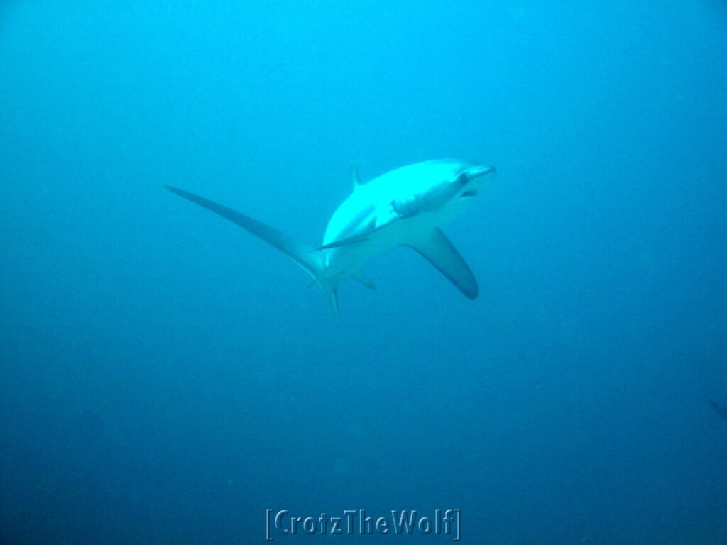 thresher shark