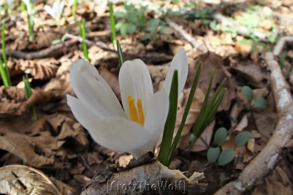 crocus albiflorus