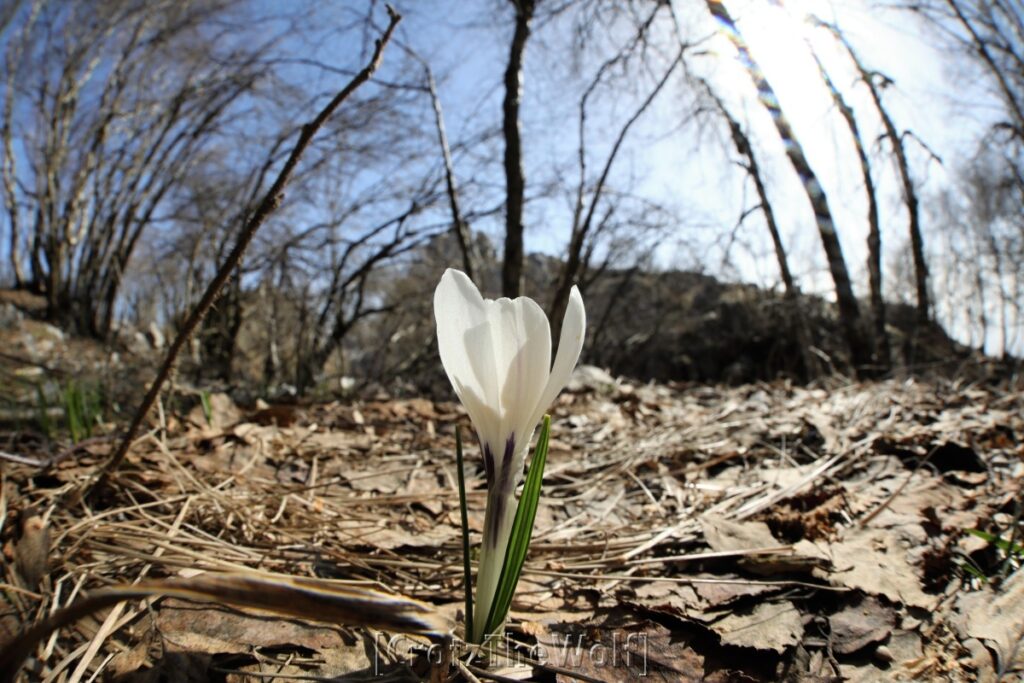 crocus albiflorus