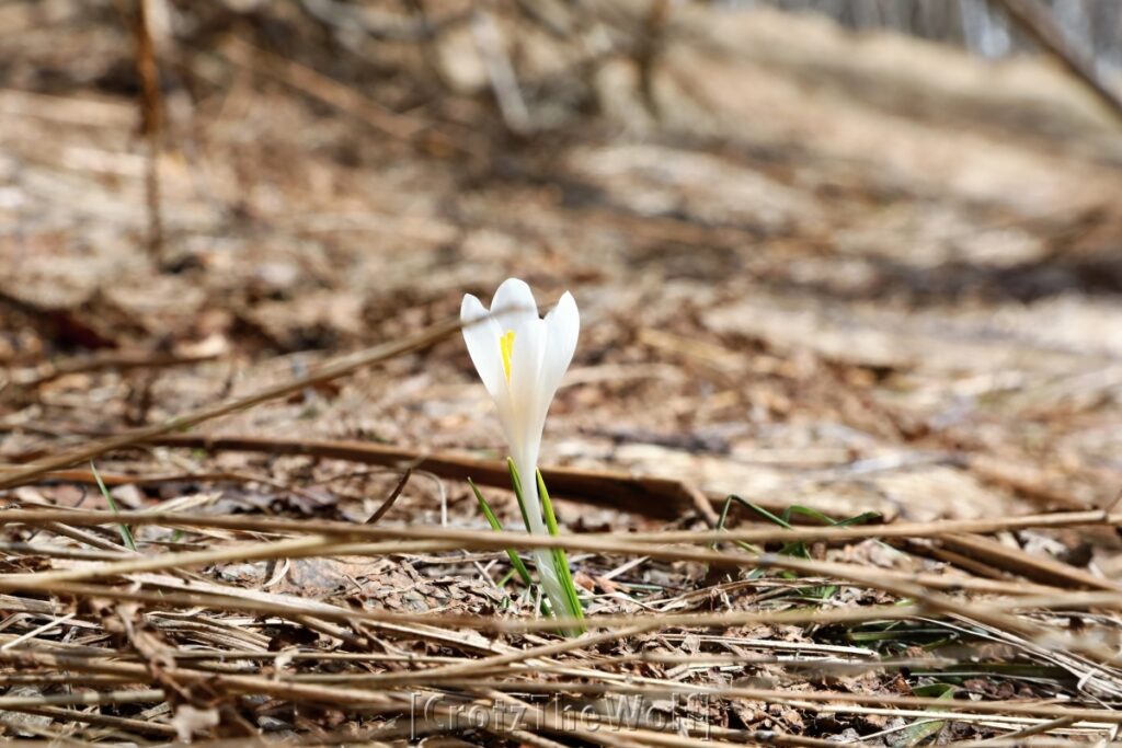 crocus albiflorus