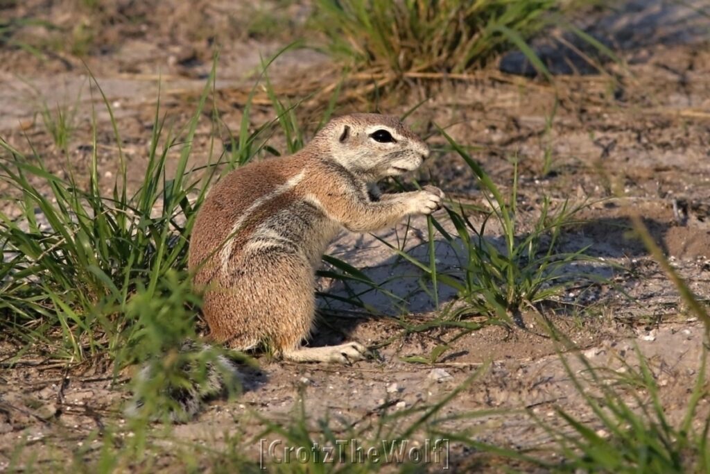 squirrel