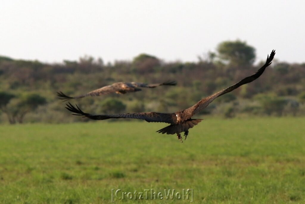 vultures