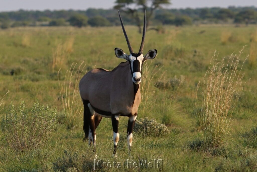 oryx