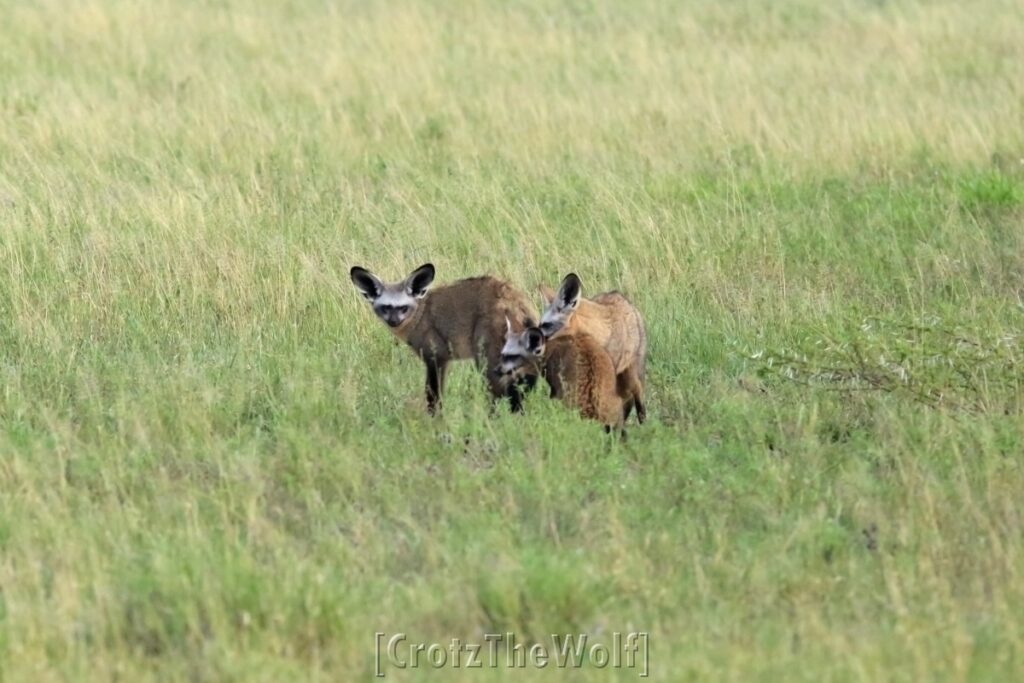 bat eared fox