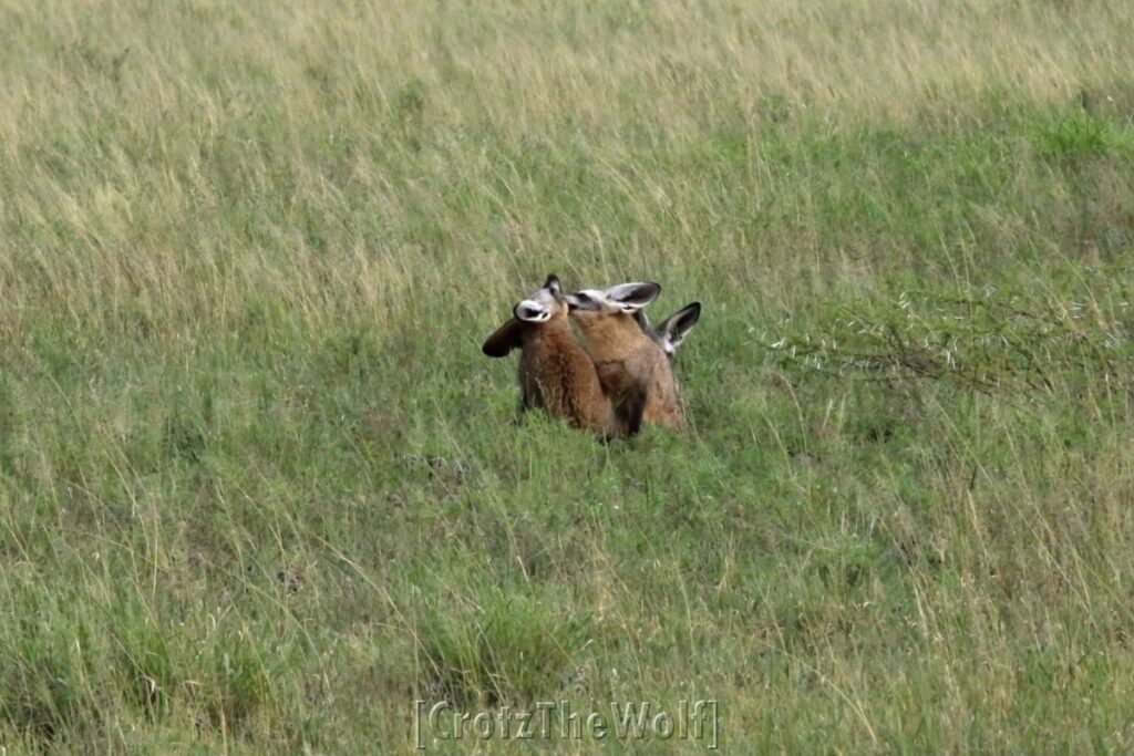 bat eared fox