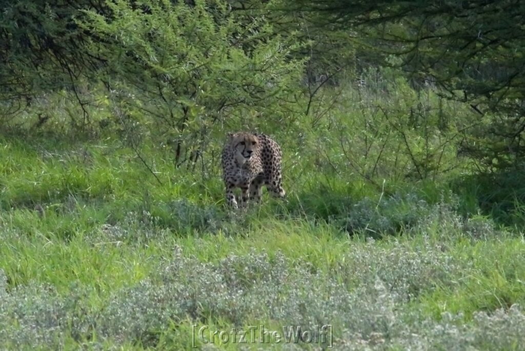 cheetah