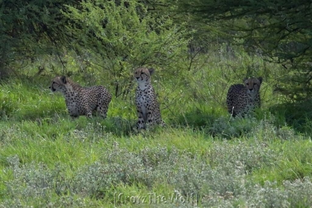 cheetah