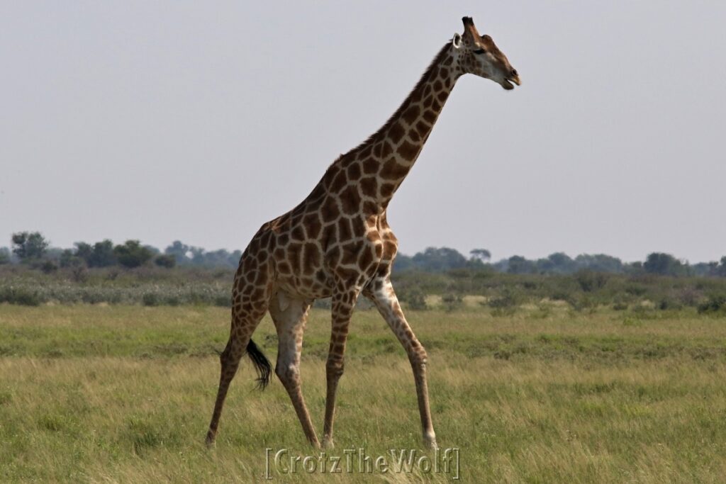 giraffe