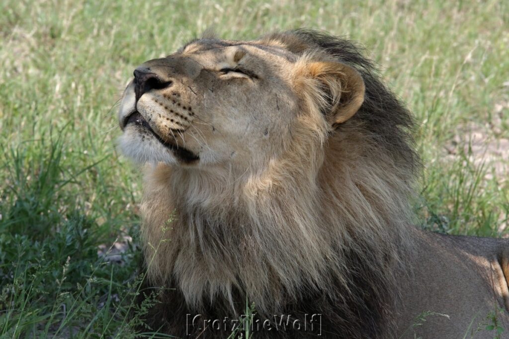 lion kalahari black-manned