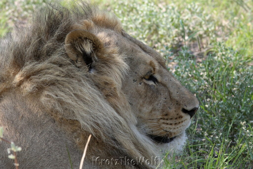 lion kalahari black-manned