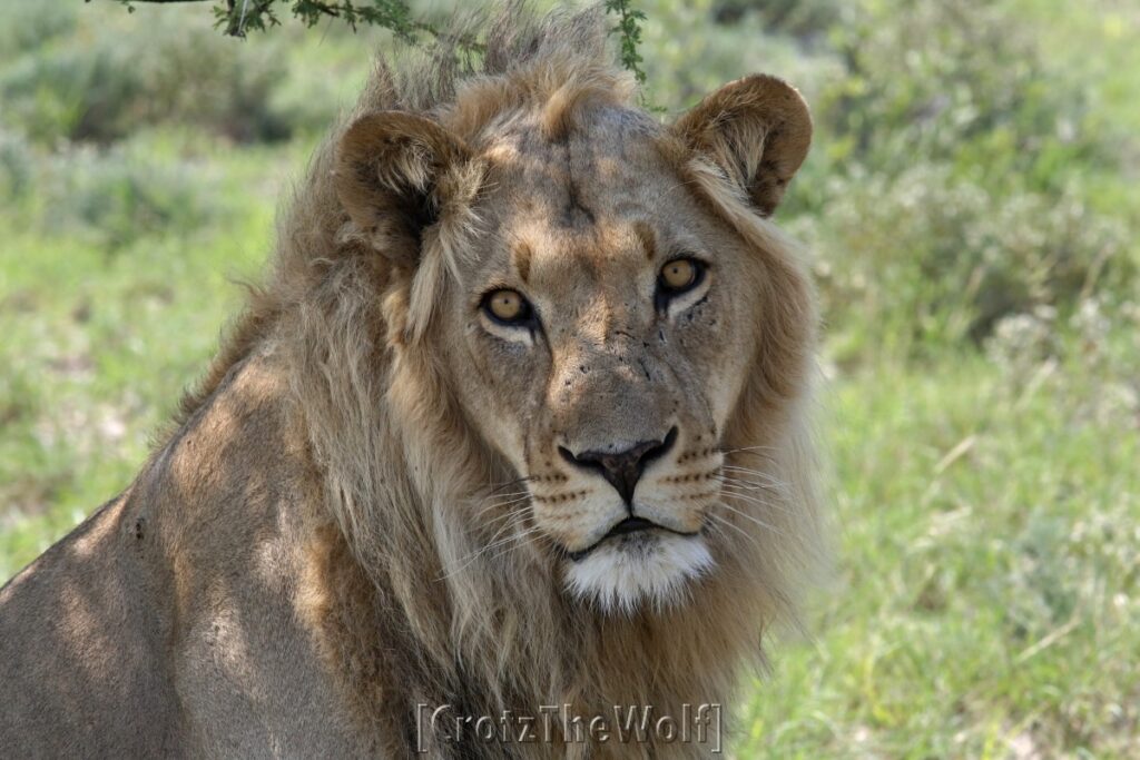 lion kalahari black-manned