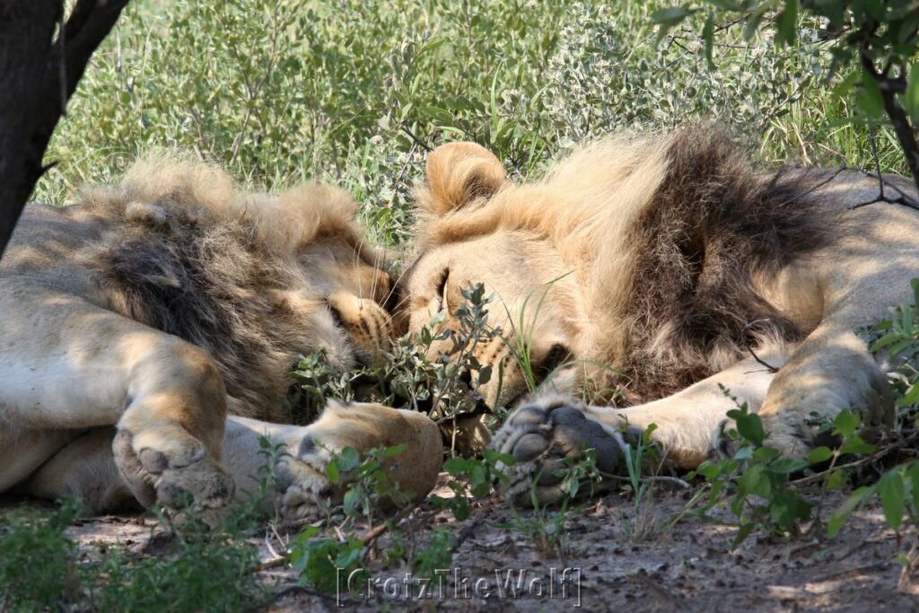 lion kalahari black-manned