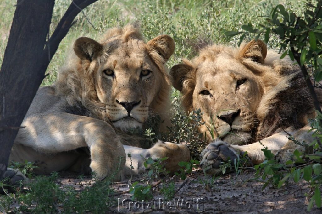 lion kalahari black-manned