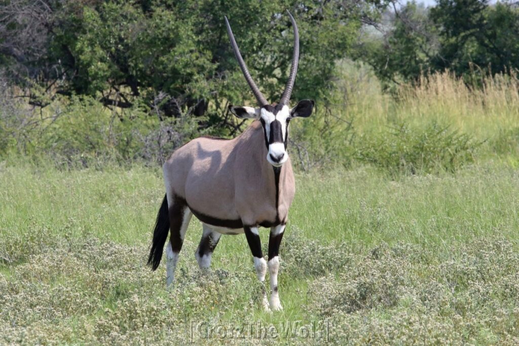 oryx