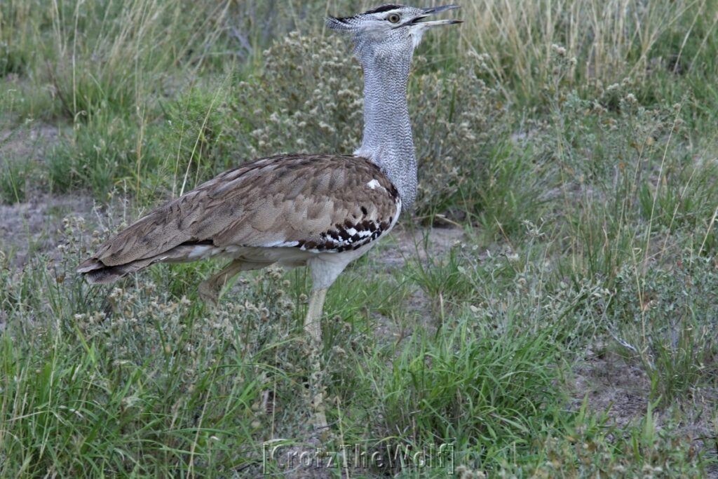 bustard