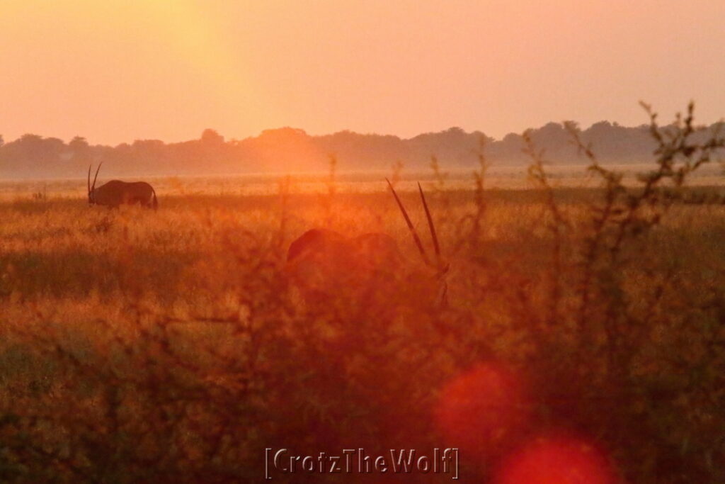 oryx at sunrise