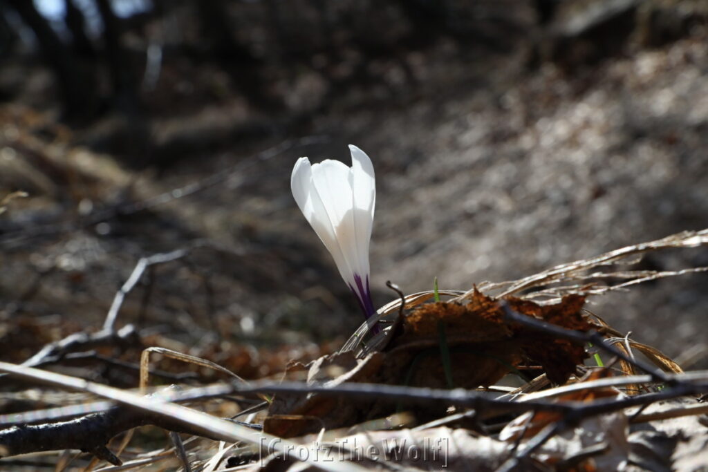 crocus albiflorus