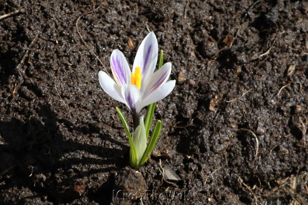 crocus albiflorus