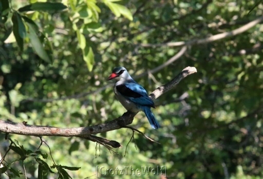 woodland kingfisher