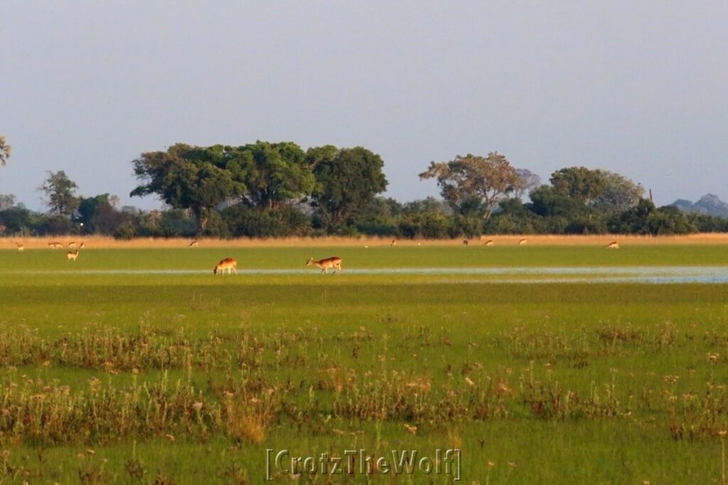 okavango landscape