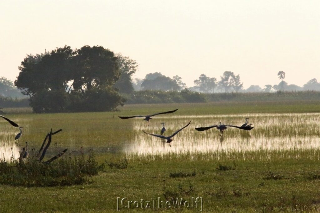 okavango landscape